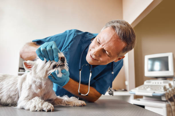 Best Emergency Dentist for Lost Fillings or Crowns in Georgetown, CO